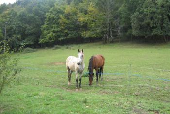 your neighboors, who will probably come to visit you time to time 